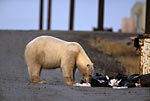 Image: Polar Bear scavenging for food (21)