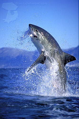 ANA-Shark-Breaching.jpg