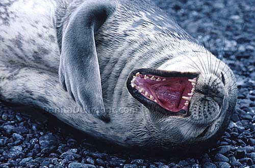 DGI-Seal.jpg